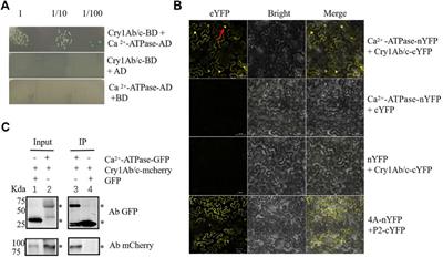 Cellular Localization of Exogenous Cry1Ab/c and its Interaction with Plasma Membrane Ca2+-ATPase in Transgenic Rice